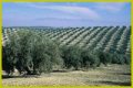 Die Olivenbäume und Sorten im Westen Granadas 